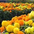 Een gezonde tuin begint bij het bestrijden van emeltenplagen